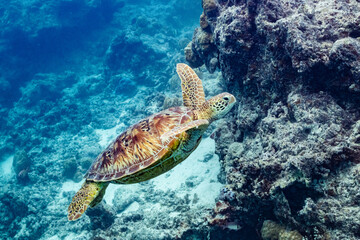 Obraz na płótnie Canvas green turtle swimming in Moorea lagoon, French Polynesia
