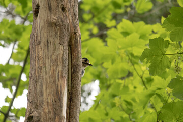 Greater spotted woodpecker on a tree it is nesting in