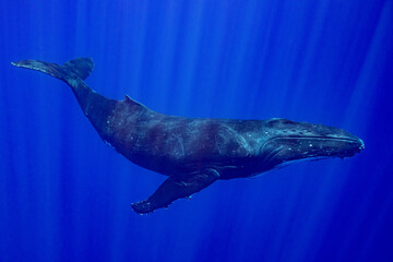 humpback whale resting at dawn in french polynesia deep waters