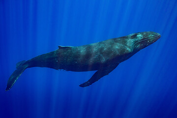 humpback whale resting at dawn in french polynesia deep waters © Subphoto