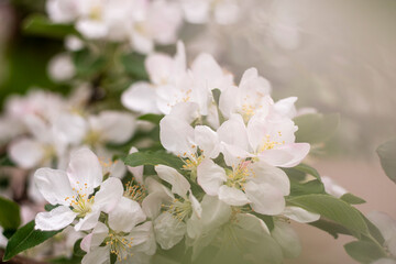 Spring apple tree blossom close-up flowers photography