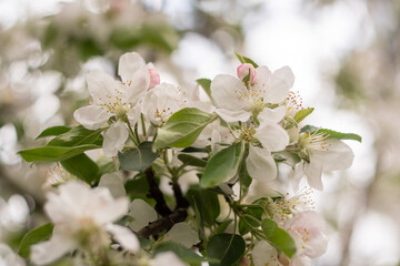 Obraz premium Spring apple tree blossom close-up flowers photography