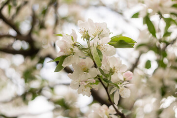 Spring apple tree blossom close-up flowers photography