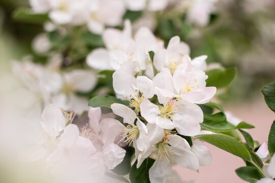 Spring apple tree blossom close-up flowers photography