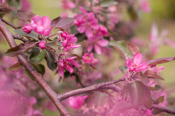Spring apple tree blossom close-up flowers photography