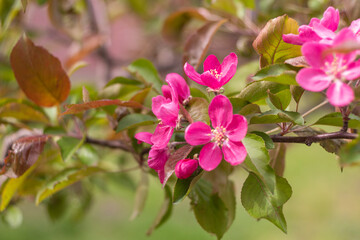 Naklejka na ściany i meble Spring apple tree blossom close-up flowers photography