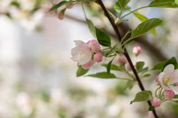 Spring apple tree blossom close-up flowers photography
