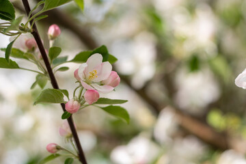 Obraz na płótnie Canvas Spring apple tree blossom close-up flowers photography