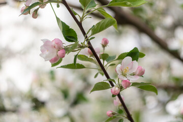 Spring apple tree blossom close-up flowers photography