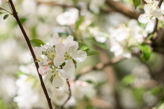 Spring apple tree blossom close-up flowers photography