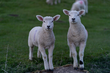 Naklejka na ściany i meble Sheep and lambs on the beautiful green meadow