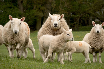 Fototapeta premium Ewes and lambs in springtime in a field