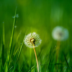 A beautiful white, fluffy dandelion heads in the morning meadow grass. An early summer sunrise scenery with wildflowers and dandelion seeds.