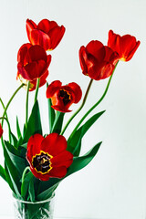 Fresh beautiful bouquet of red tulips.