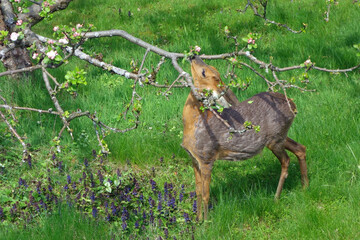 reh im garten © Elke Hötzel