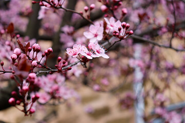 pink cherry blossom