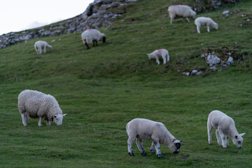 Obraz na płótnie Canvas Sheep and lambs on the beautiful green meadow