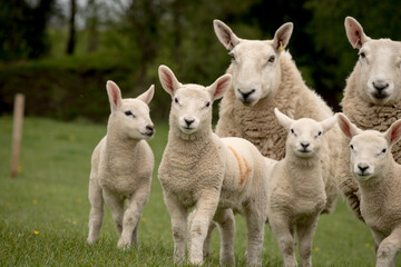Lambs and a ewe in a field close up
