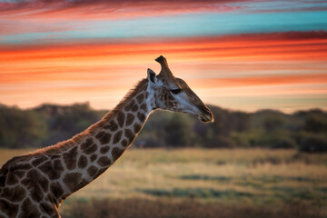 Giraffe head © poco_bw