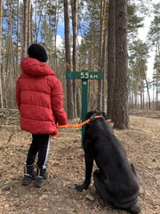 Boy with a big dog for a walk in the woods. A teenager walks wit