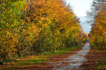 the colors of autumn in the tree-lined avenue