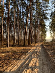 Trees against the blue sky, bottom view. Tall pine trees in the