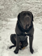A large dog sits in the snow in the forest. Black dog of breed Cane Corso in the winter park.