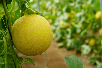 Melón Galia en un invernadero