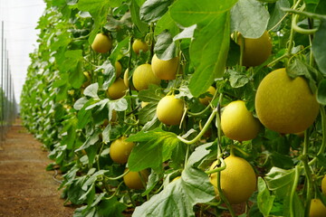 Mel&oacute;n Galia en un invernaderov