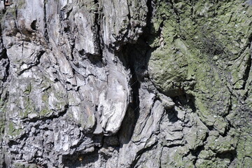 Tree bark texture. Beautiful background.