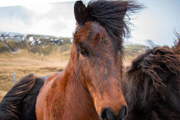 Two Icelandic horses stand close together in the windy cold winter weather with hair blowing in the...