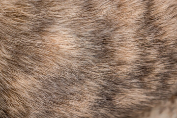 Animal fur close-up as background