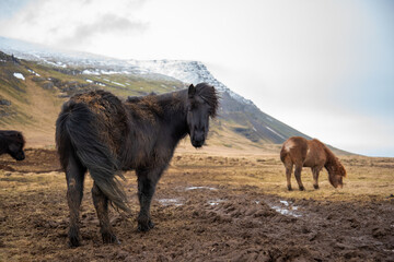 A dark Icelandic horse stands in the wind with his ears alert with another horse and snow capped...