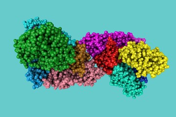 Space-filling molecular model of pertussis toxin. Rendering with differently colored protein chains based on protein data bank entry 1prt. 3d illustration