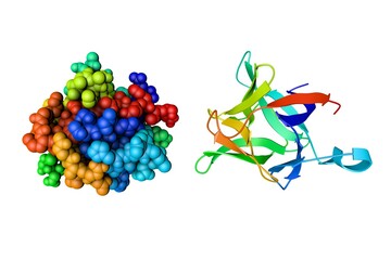 Crystal structure and space-filling molecular model of human interleukin 1 beta. Rendering based on protein data bank. Rainbow coloring from N to C. Scientific background. 3d illustration