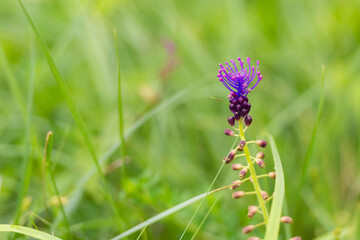 Wildflowers in May in the mountains of Italy. Purple flower close-up. A very unusual flower if it is considered separately and large.