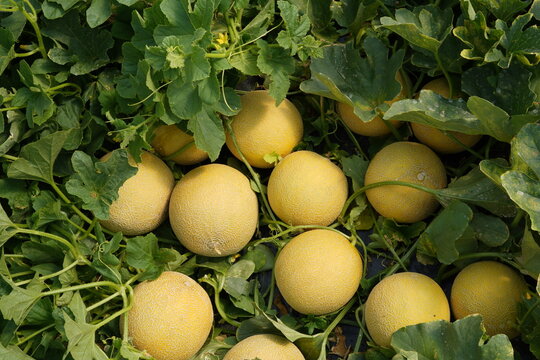 cosecha de mel&oacute;n