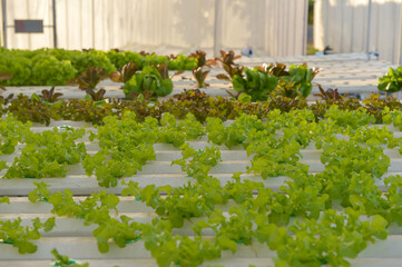Organic Hydroponic Vegetable Cultivation Farm.Organic farm land with green rows