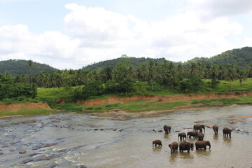 south east asia sri lanka elephants