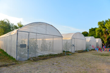 Organic Hydroponic Vegetable Cultivation Farm.Organic farm land with green rows