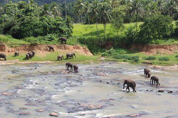 south east asia sri lanka elephants