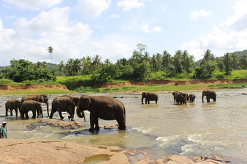 Obraz na płótnie Canvas south east asia sri lanka elephants