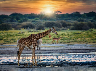 giraffe and two zebras