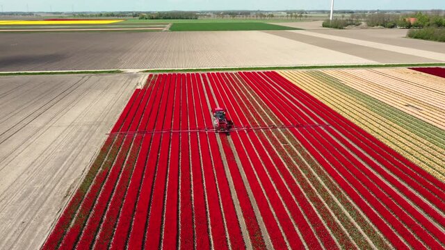 Tulips in red and pink growing in a field with an agricultural crops sprayer in the field during a spring day. Drone point of view from above. Flowers are one of the main export products in the Nether