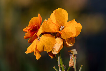 Close up of a wallflower (erysimum cheiri) plant in bloom