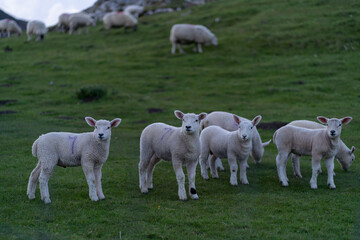 Obraz premium Sheep and lambs on the beautiful green meadow