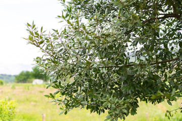 Fototapeta premium Bay tree in the mountains of Italy. Somewhere a bay leaf can be plucked right down the road.