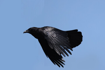 CRow on post and then taking off in flight off post against bright blue spring sky
