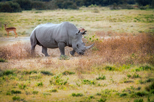 rhino running
