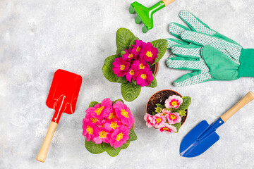 Spring flowers,multi-colored primrose in flower pot.